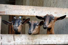 Un paese, un prodotto: capre, capretti e montoni
