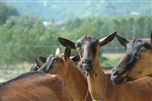 Un paese, un prodotto: capre, capretti e montoni